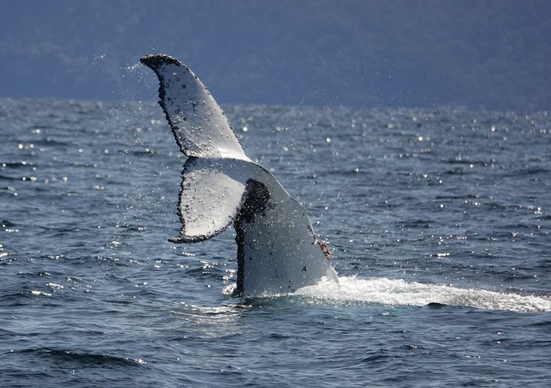 <i>Megaptera novaeangliae</i> (Humpback Whale)