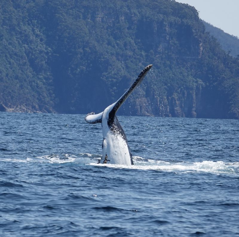 <i>Megaptera novaeangliae</i> (Humpback Whale)