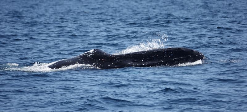 <i>Megaptera novaeangliae</i> (Humpback Whale)