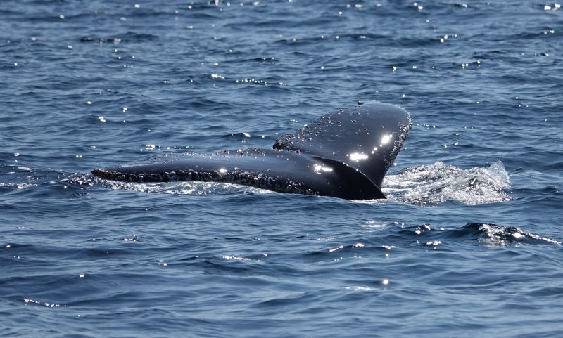 <i>Megaptera novaeangliae</i> (Humpback Whale)