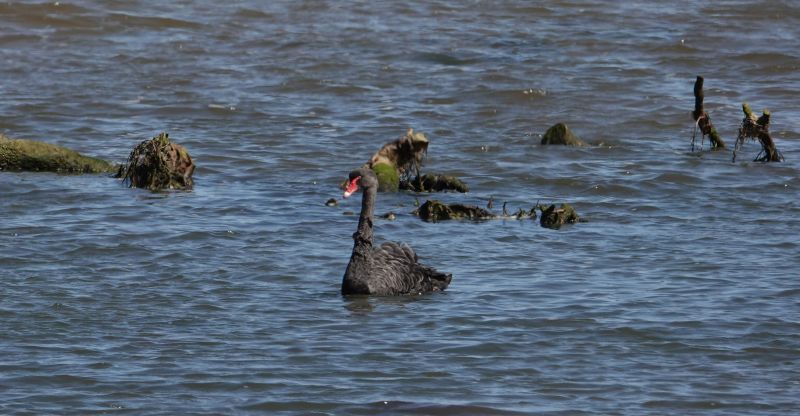 <i>Cygnus atratus</i> (Black Swan)