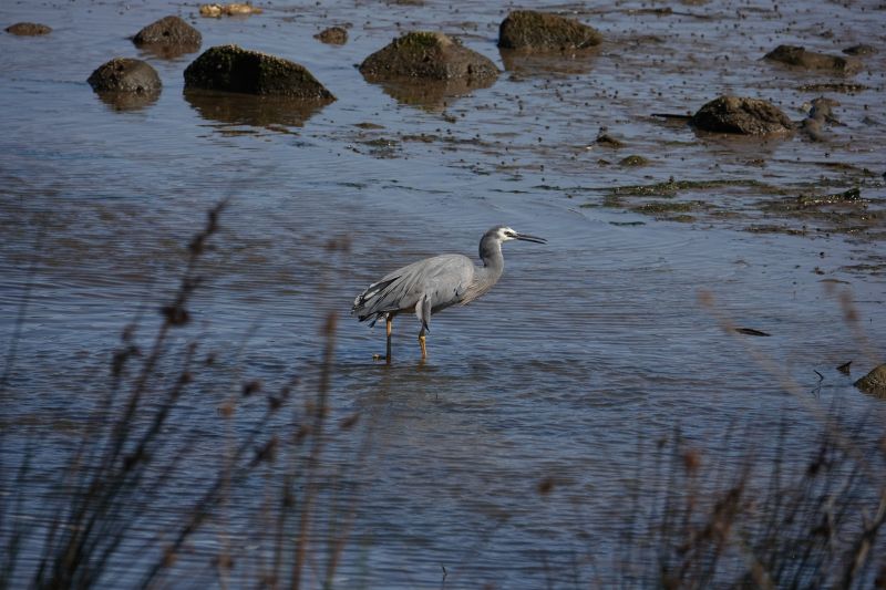 <i>Egretta novaehollandiae</i> (White-faced Heron)