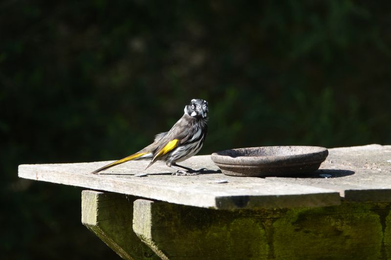 <i>Phylidonyris novaehollandiae</i> (New Holland Honeyeater)