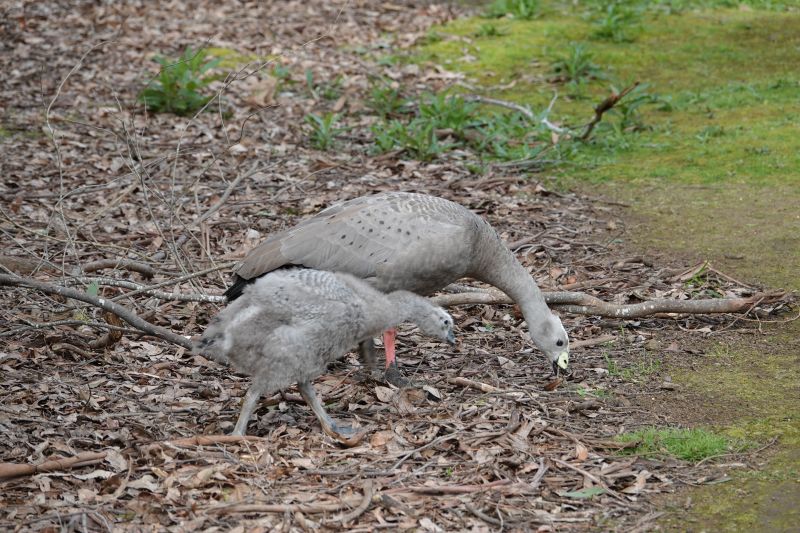 <i>Cereopsis novaehollandiae</i> (Cape Barren Goose)