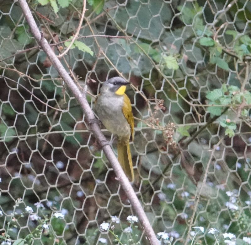 <i>Nesoptilotis flavicollis</i> (Yellow-throated Honeyeater)