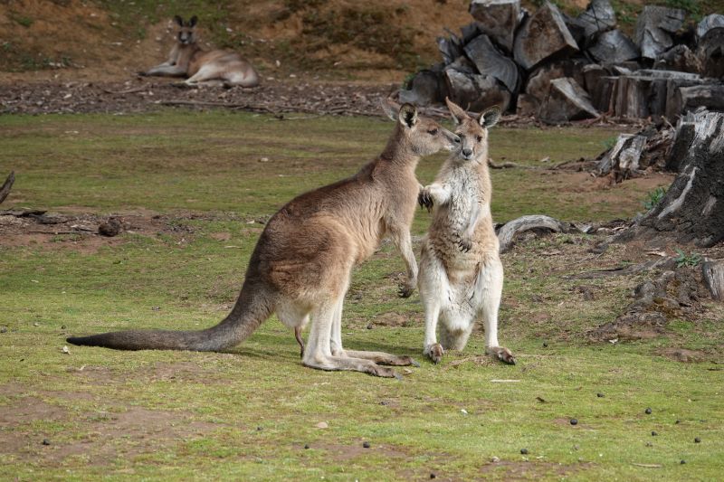 <i>Macropus giganteus</i> (Eastern Grey Kangaroo)