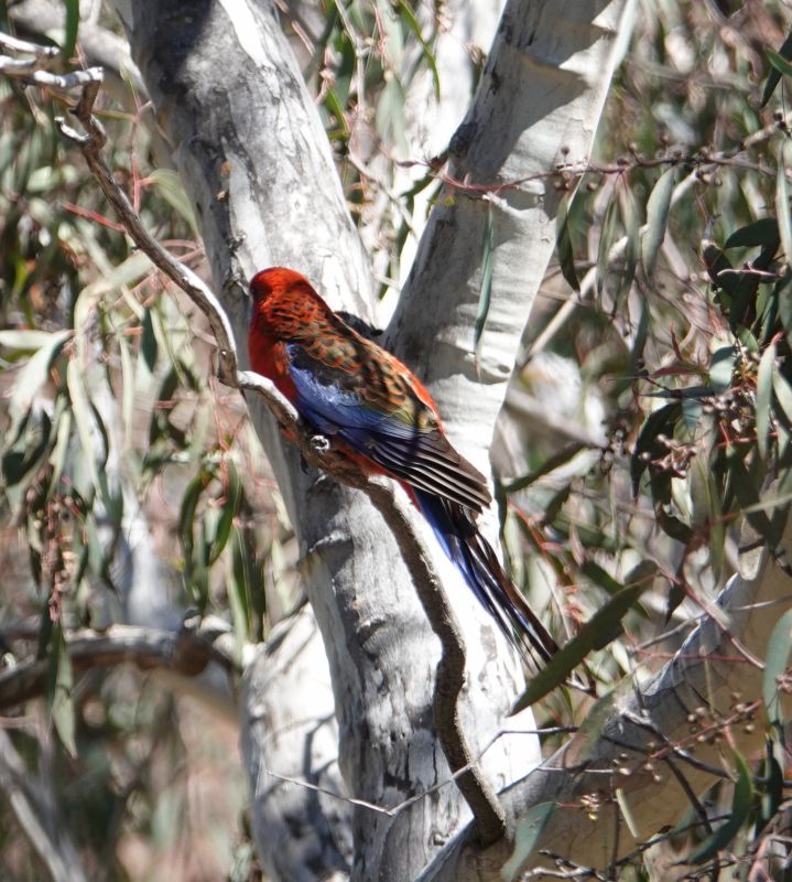 <i>Platycercus elegans</i> (Crimson Rosella)