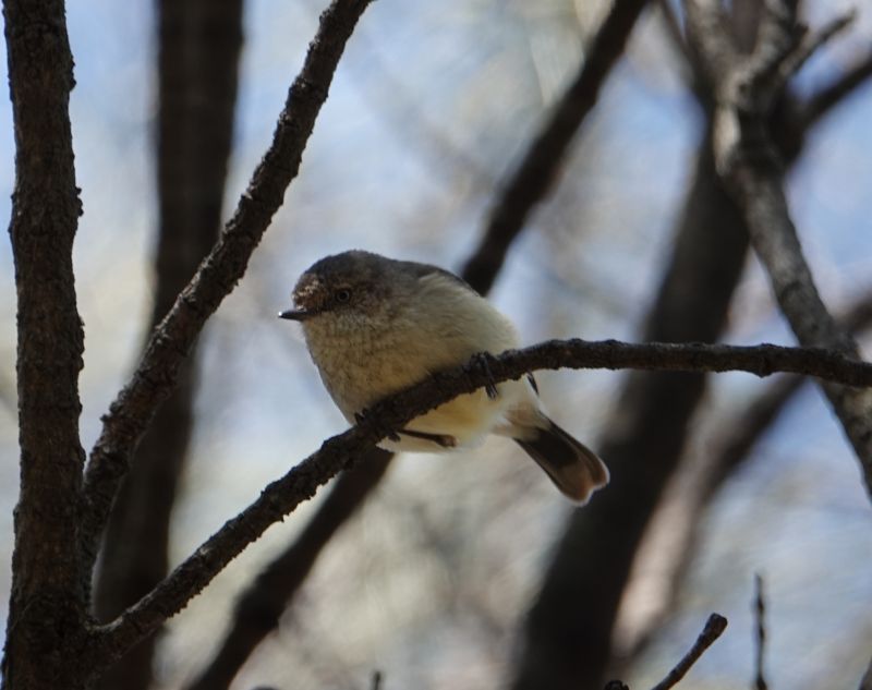 <i>Acanthiza reguloides</i> (Buff-rumped Thornbill)