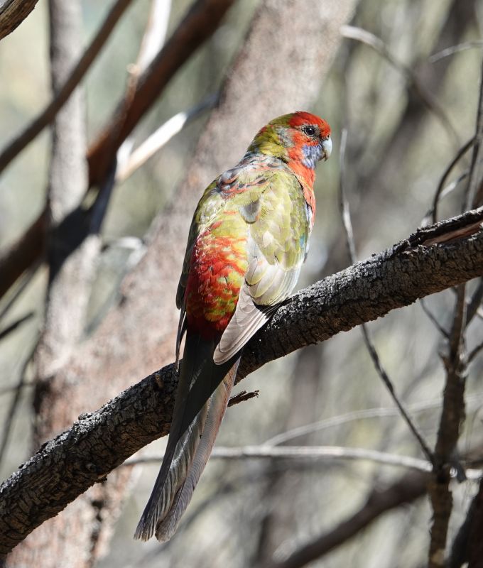 <i>Platycercus elegans</i> (Crimson Rosella)