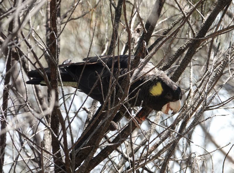 <i>Zanda funerea</i> (Yellow-tailed Black-Cockatoo)