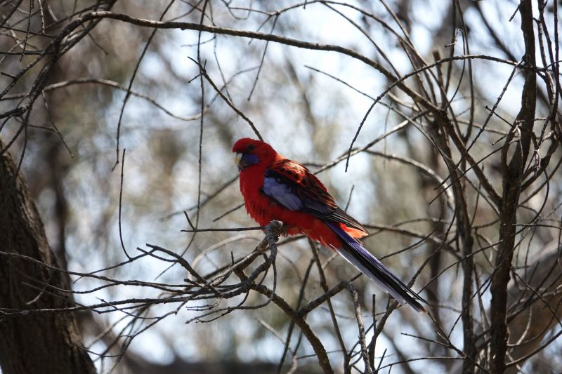 <i>Platycercus elegans</i> (Crimson Rosella)