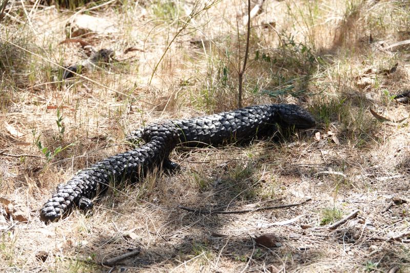 <i>Tiliqua rugosa aspera</i> (Eastern Shingleback Lizard)