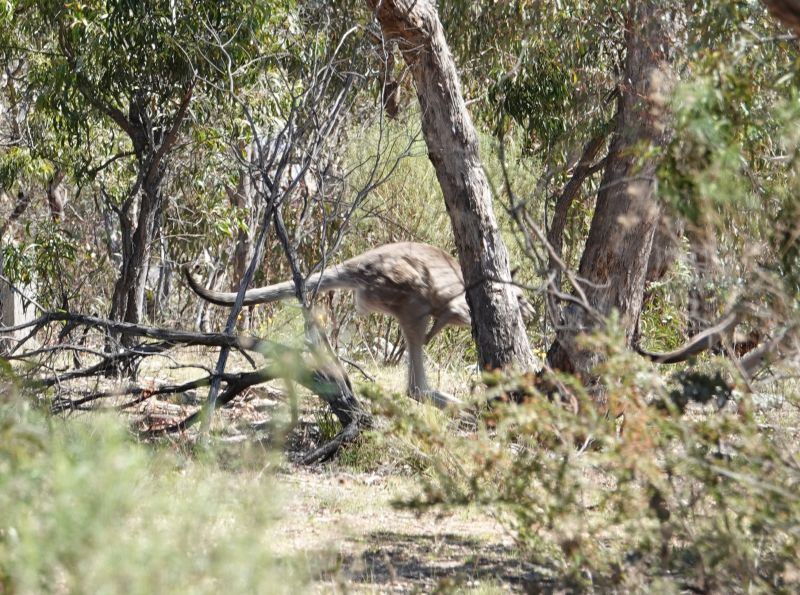 <i>Macropus giganteus</i> (Eastern Grey Kangaroo)
