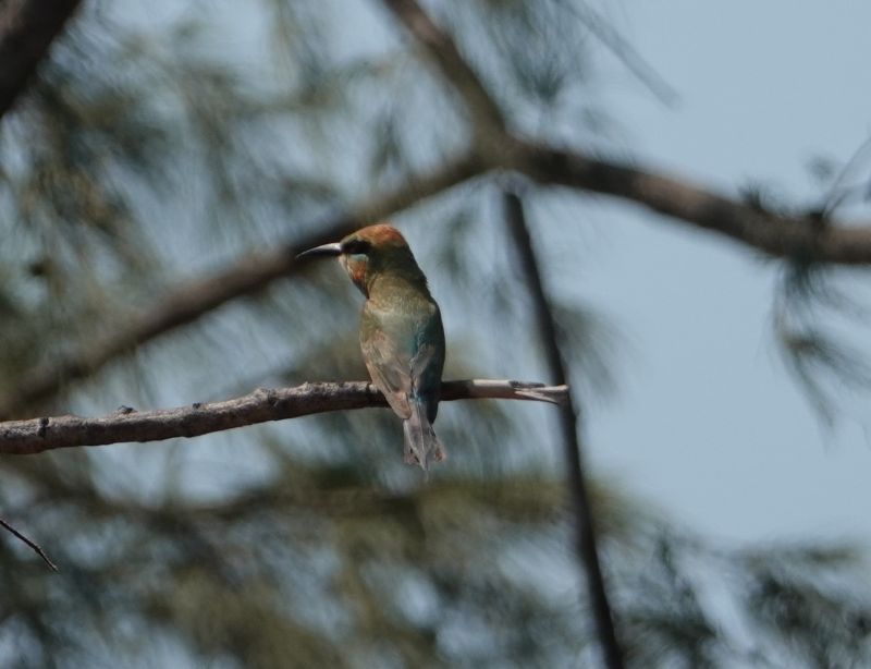 <i>Merops ornatus</i> (Rainbow Bee-eater)