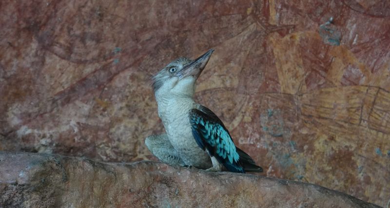 <i>Dacelo leachii</i> (Blue-winged Kookaburra)