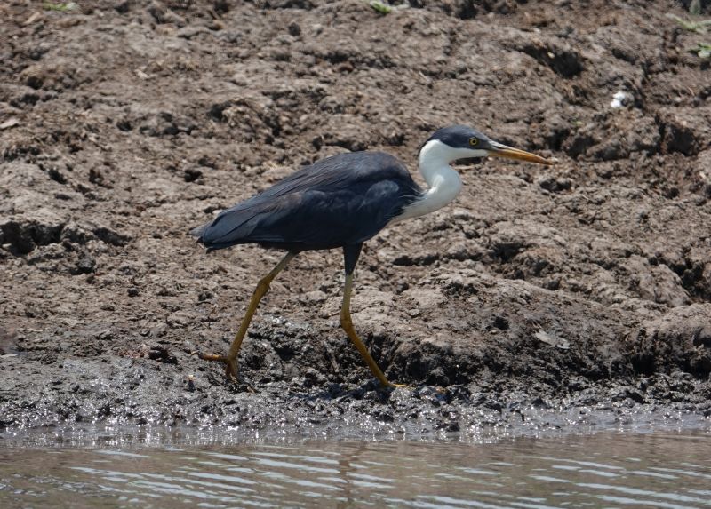 <i>Egretta picata</i> (Pied Heron)