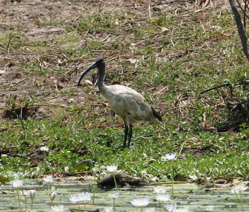 <i>Threskiornis molucca</i> (Australian White Ibis)