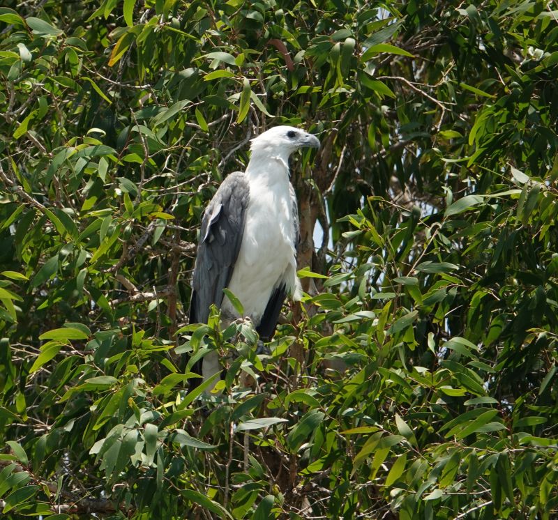 <i>Icthyophaga leucogaster</i> (White-bellied Sea-Eagle)