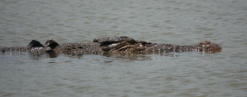 <i>Crocodylus porosus</i> (Saltwater Crocodile)