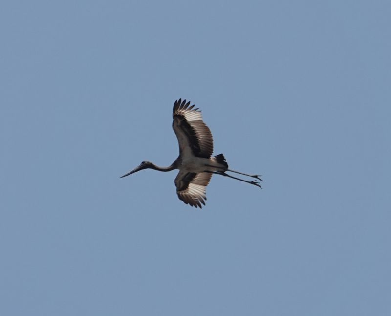 <i>Ephippiorhynchus asiaticus</i> (Black-necked Stork)