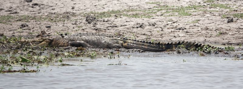 <i>Crocodylus porosus</i> (Saltwater Crocodile)