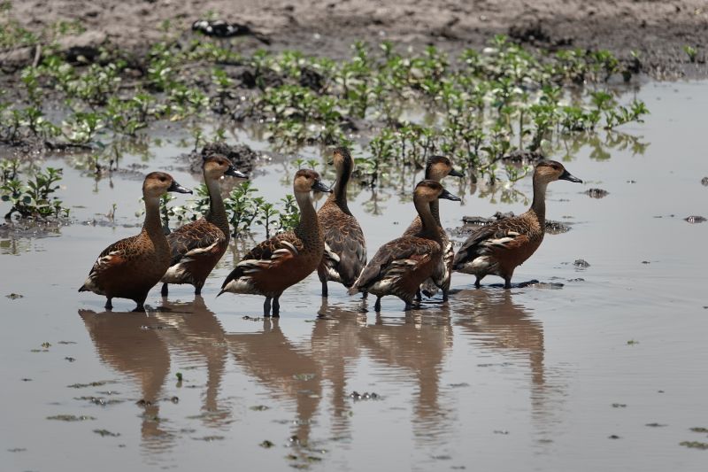 <i>Dendrocygna arcuata</i> (Wandering Whistling-Duck)