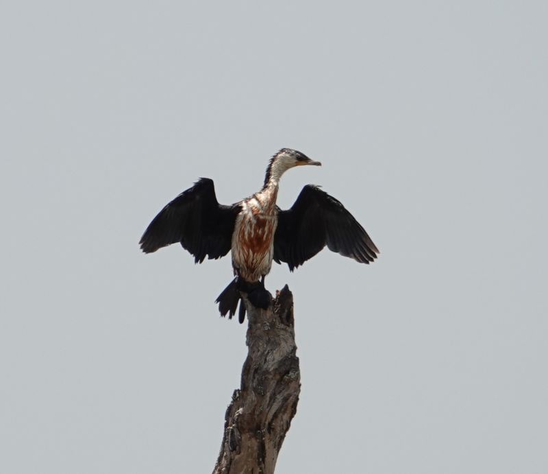 <i>Microcarbo melanoleucos</i> (Little Pied Cormorant)