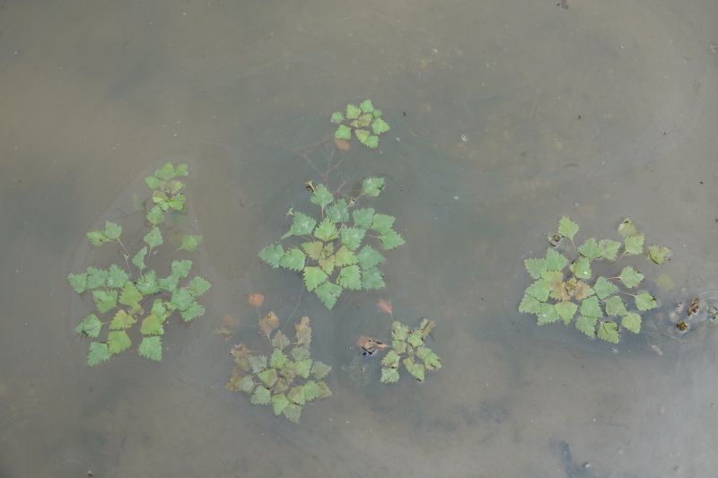 <i>Trapa natans</i> (Water caltrop)