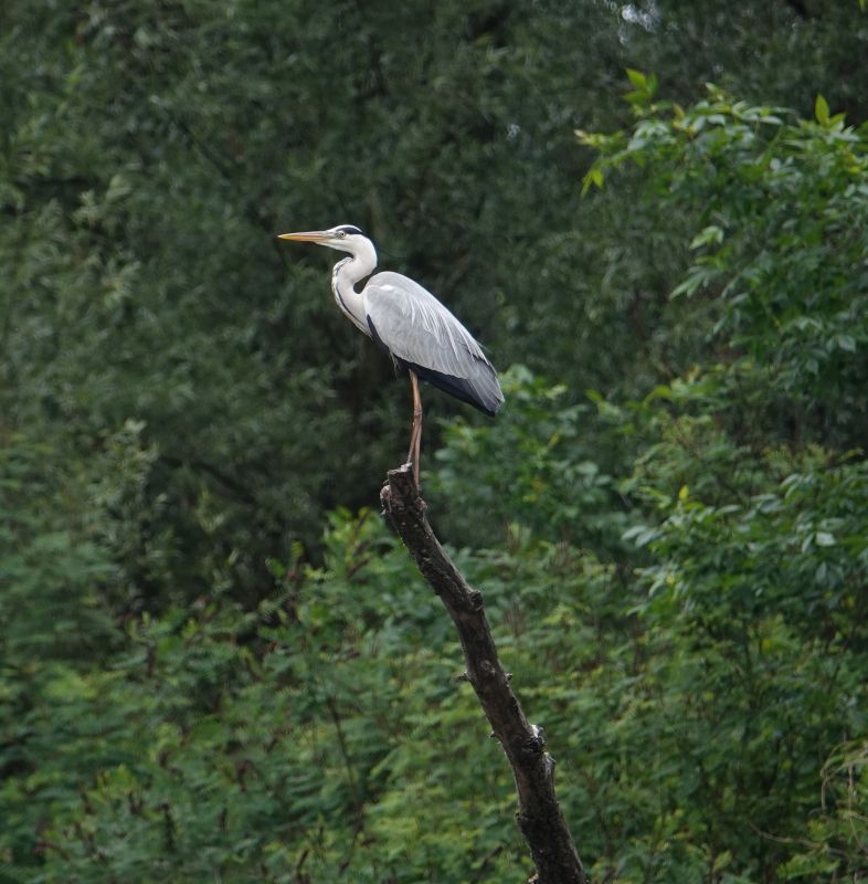 <i>Ardea cinerea</i> (Grey Heron)