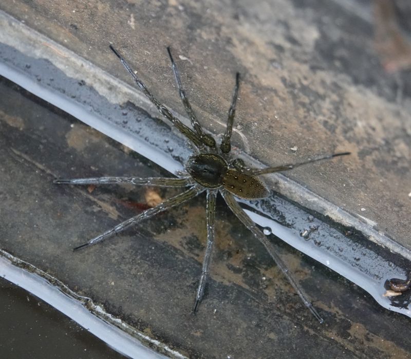 <i>Dolomedes</i> (Fishing Spiders)