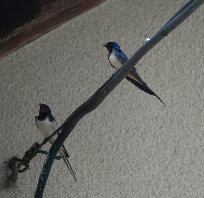 <i>Hirundo rustica</i> (Barn Swallow)