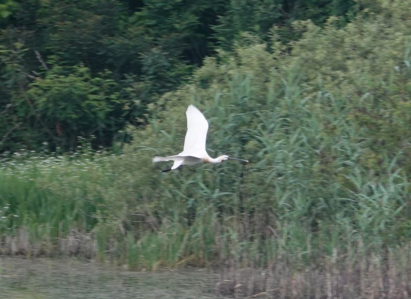 <i>Platalea leucorodia</i> (Eurasian Spoonbill)