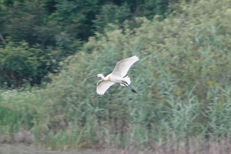 <i>Platalea leucorodia</i> (Eurasian Spoonbill)