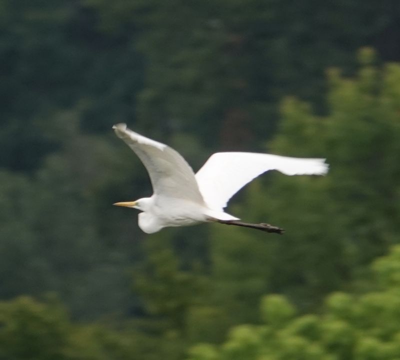 <i>Ardea alba</i> (Great Egret)