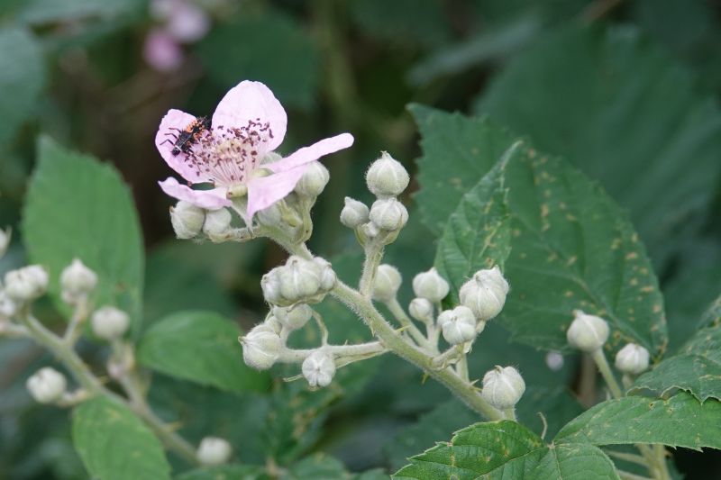 <i>Rubus</i> (brambles)