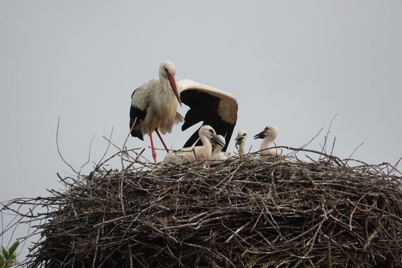 <i>Ciconia ciconia</i> (White Stork)