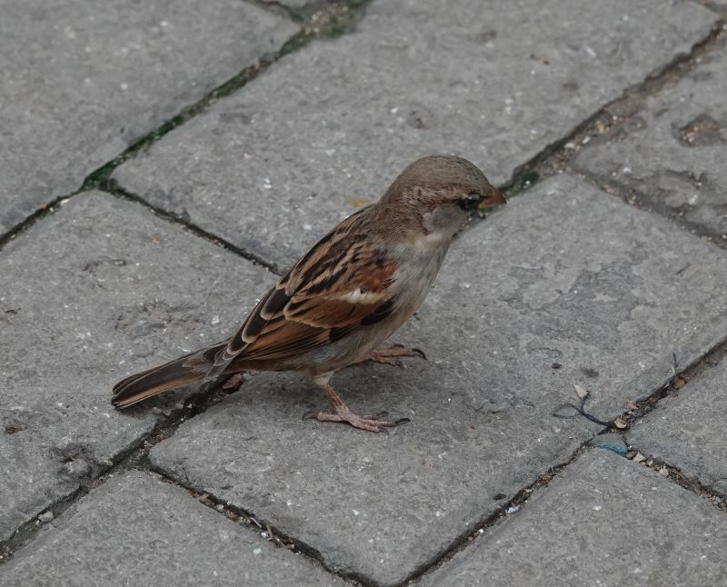 Viewing photos→2025→2025-10-25→022