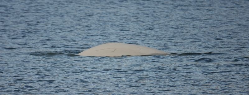 <i>Delphinapterus leucas</i> (Beluga)