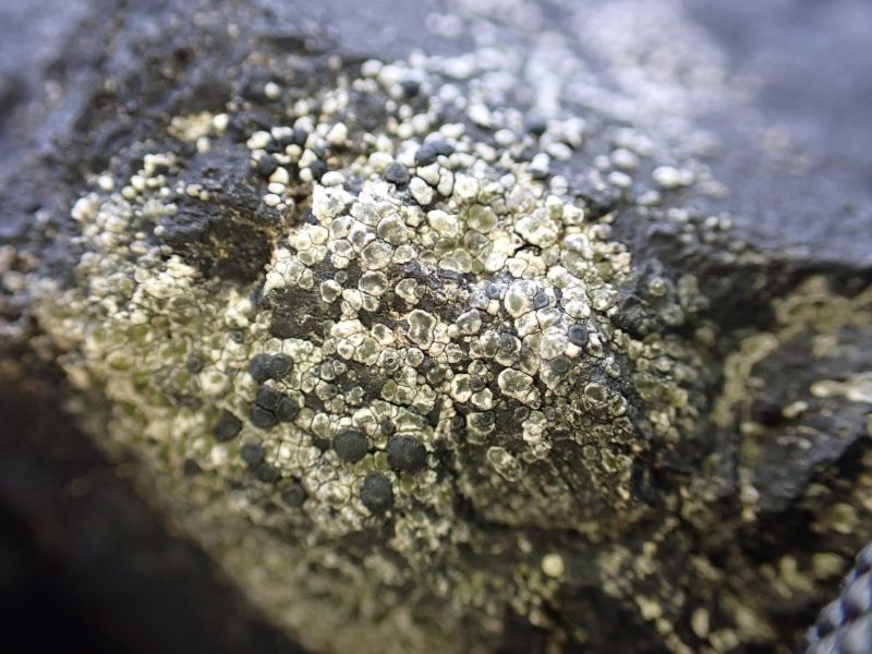 <i>Lecanoromycetes</i> (Common Lichens)