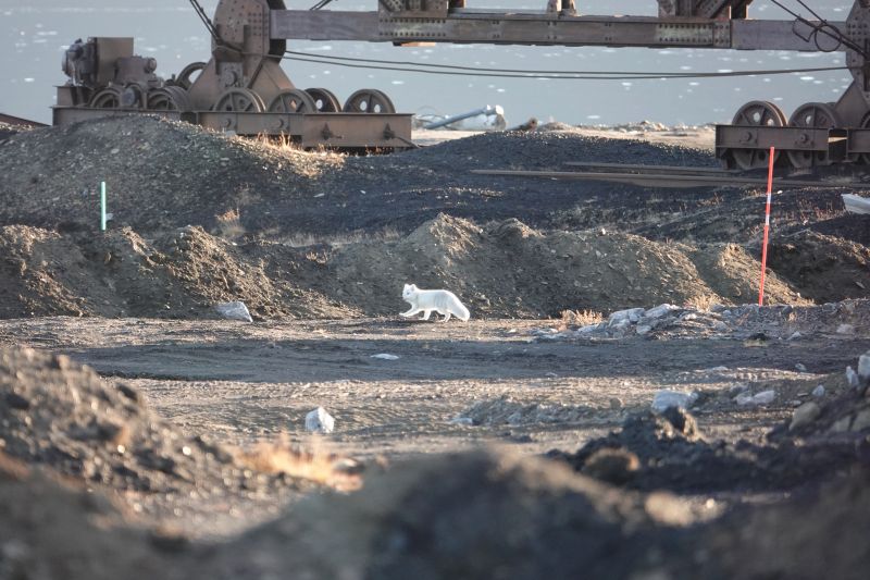 <i>Vulpes lagopus lagopus</i> (common Arctic fox)