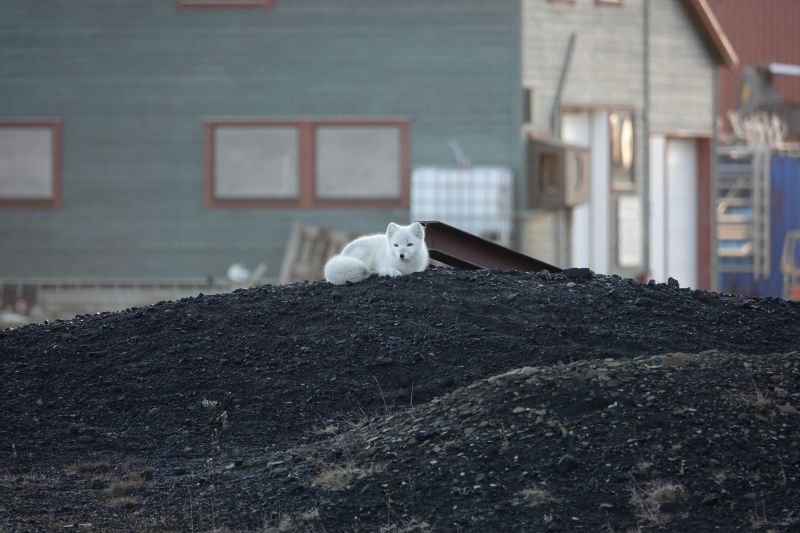 <i>Vulpes lagopus lagopus</i> (common Arctic fox)