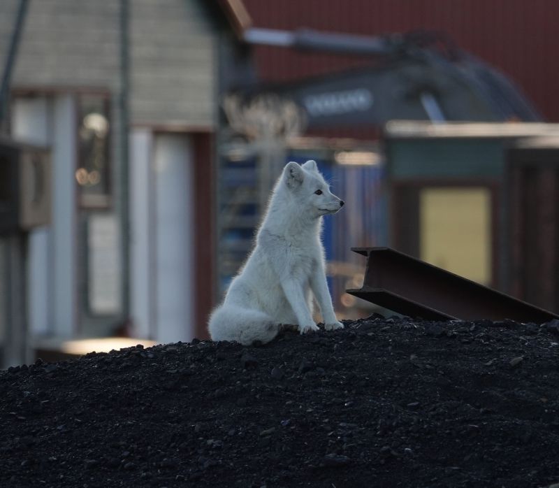 <i>Vulpes lagopus lagopus</i> (common Arctic fox)