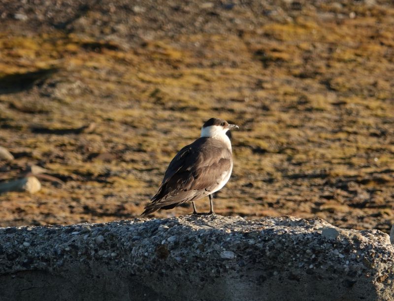 <i>Stercorarius parasiticus</i> (Parasitic Jaeger)
