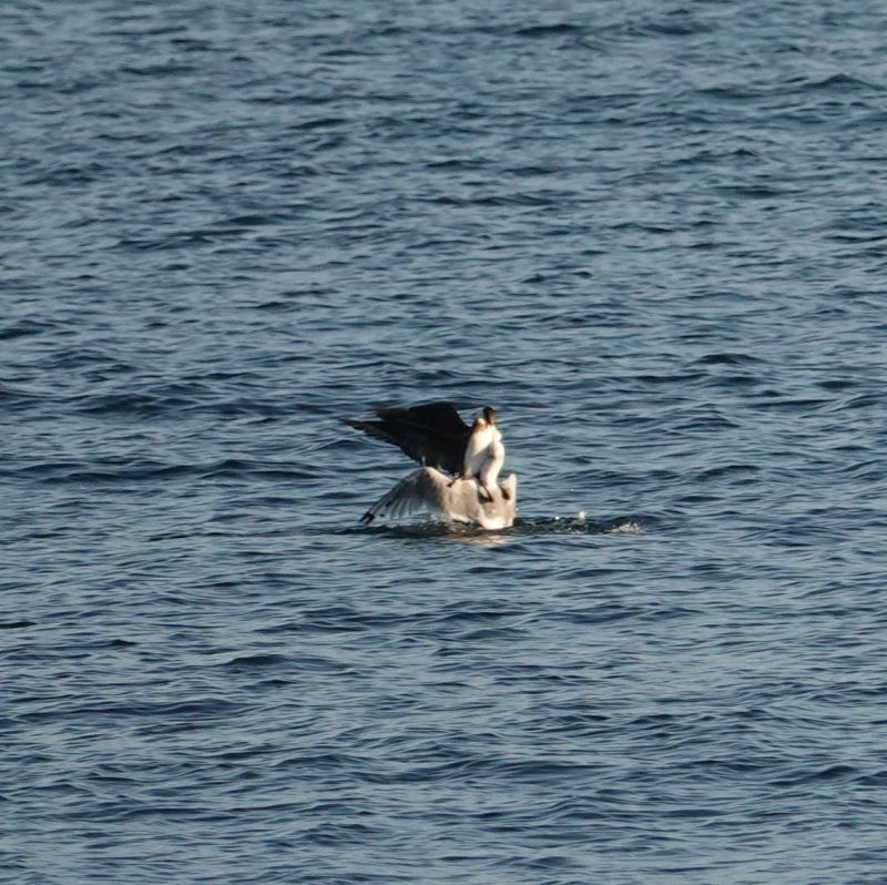 <i>Stercorarius parasiticus</i> (Parasitic Jaeger)