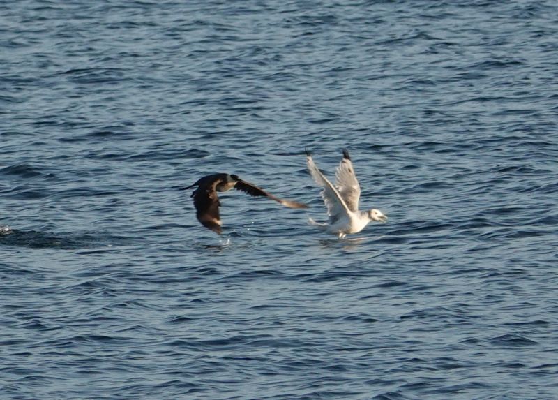 <i>Stercorarius parasiticus</i> (Parasitic Jaeger)
