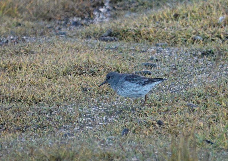 <i>Calidris maritima</i> (Purple Sandpiper)
