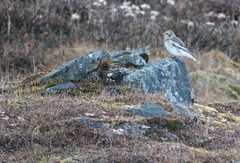 <i>Plectrophenax nivalis</i> (Snow Bunting)
