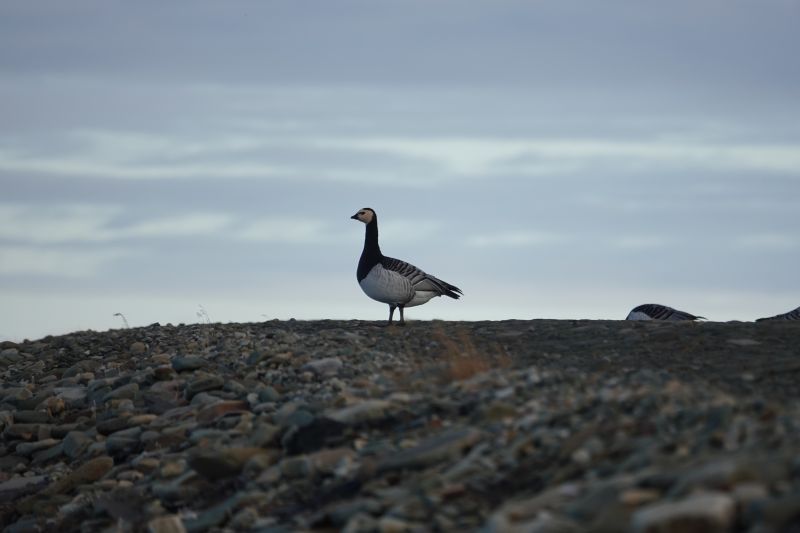 <i>Branta leucopsis</i> (Barnacle Goose)