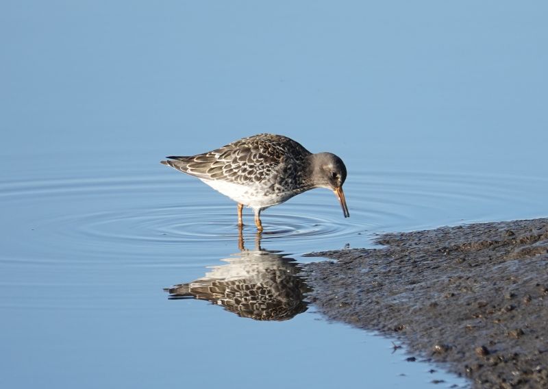 <i>Calidris maritima</i> (Purple Sandpiper)