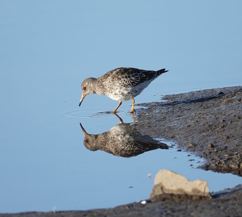<i>Calidris maritima</i> (Purple Sandpiper)